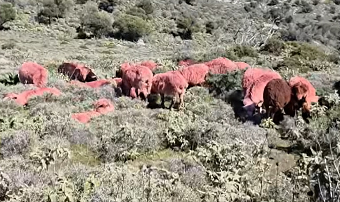 Κτηνοτρόφος έβαψε κόκκινα τα πρόβατά του (VIDEO)