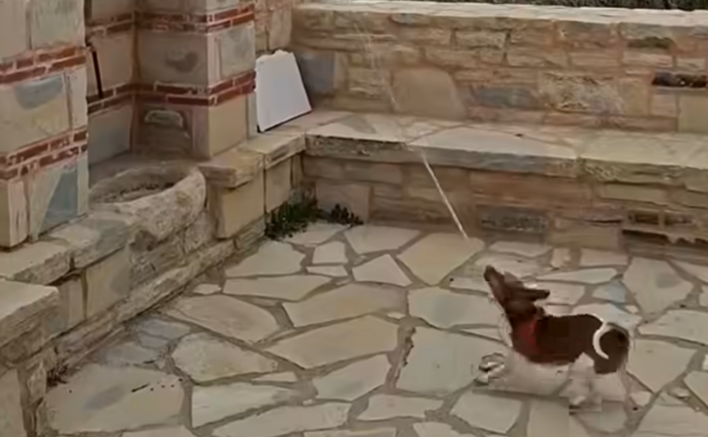 Αυτό το σκυλάκι έγινε ο πιο απίθανος βοηθός ιερέα (VIDEO)