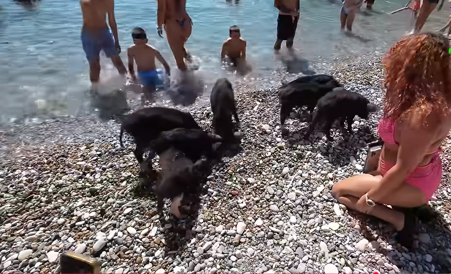 Το ελληνικό νησί όπου κολυμπάς παρέα με γουρούνια (VIDEO)